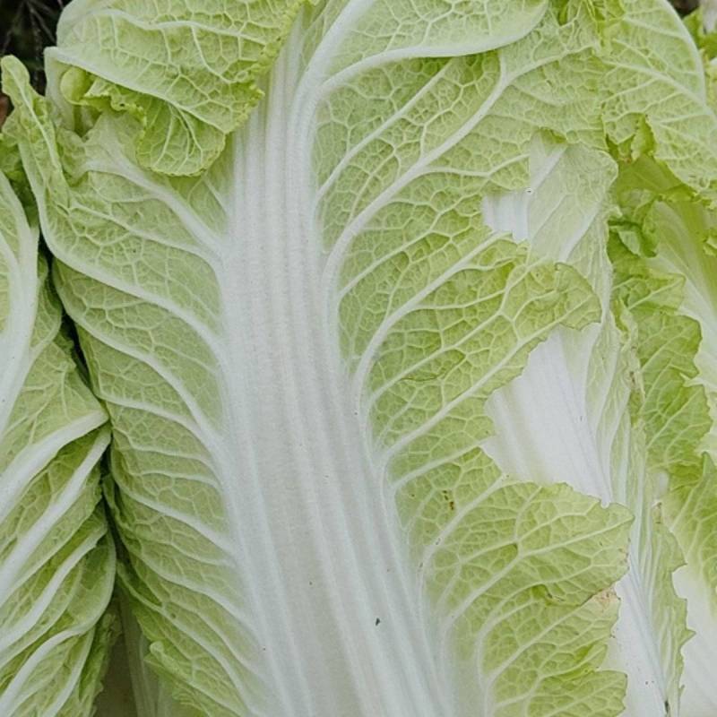 黄心白菜