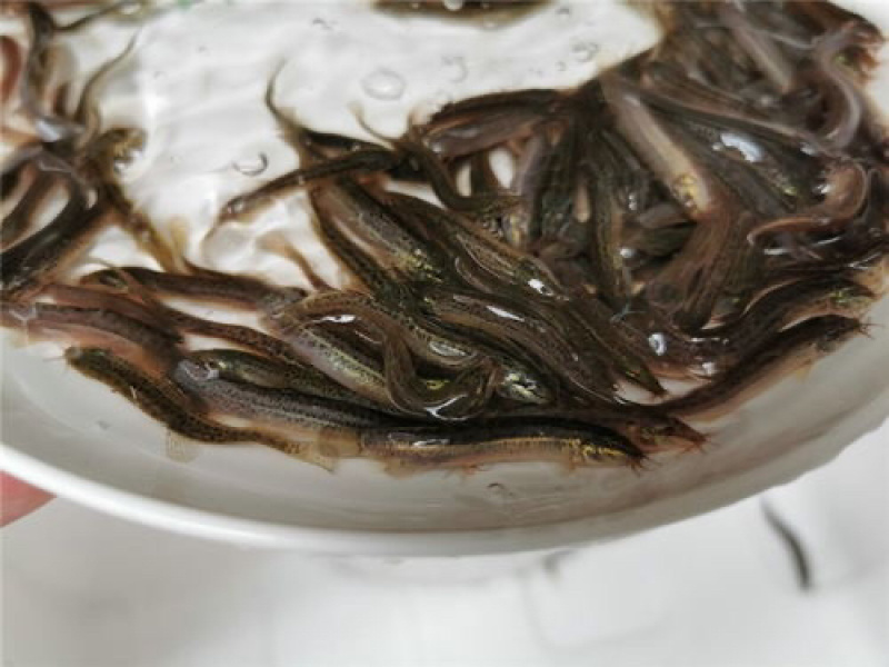 台湾泥鳅苗东北泥鳅青鳅花班秋杂交中华沙鳅苗