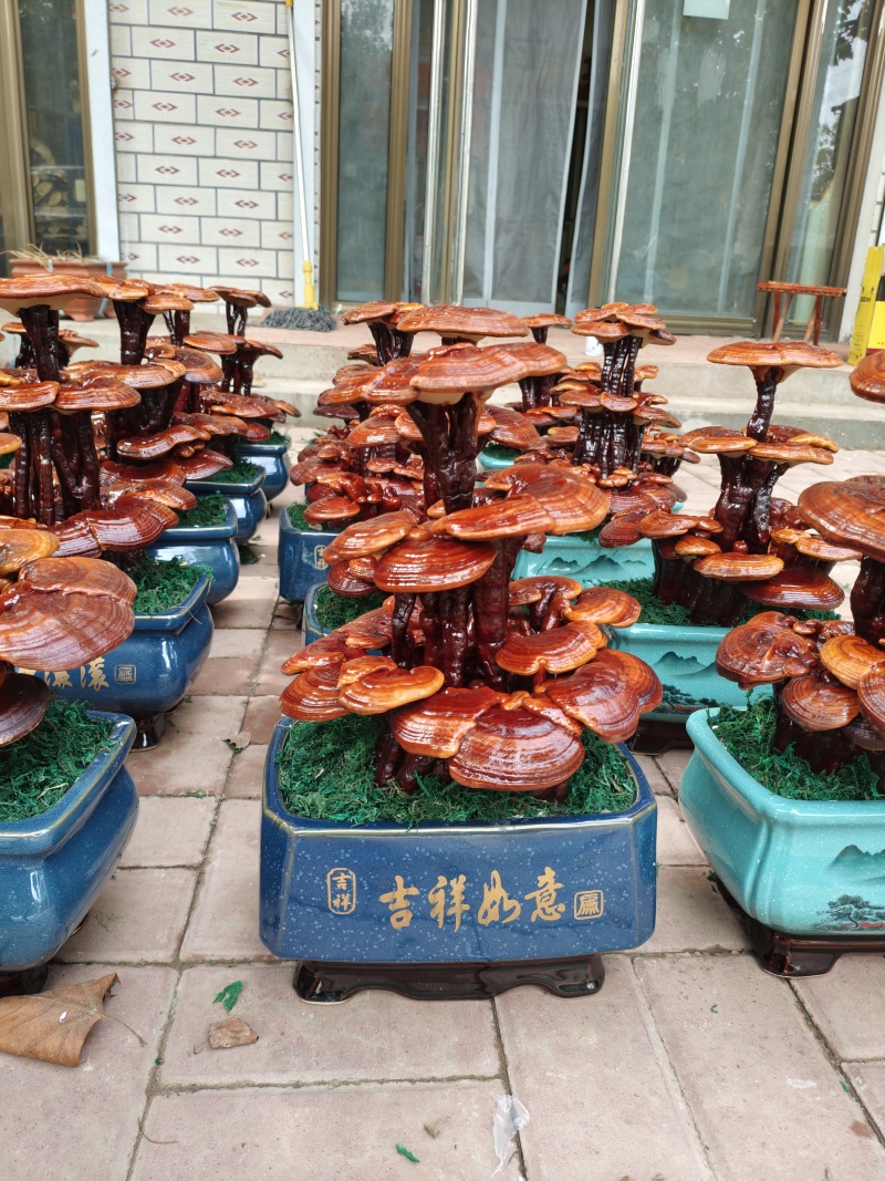 灵芝盆景嫁接三层，家庭摆件，前台摆件盆景办公室装饰