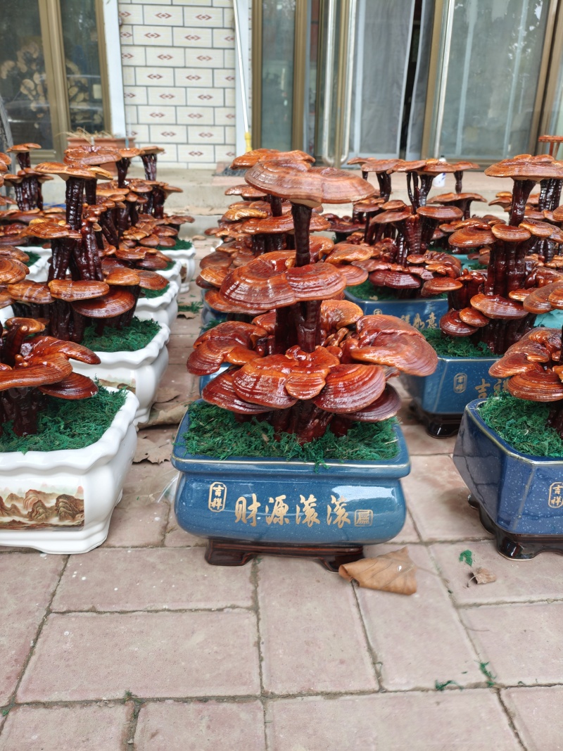 灵芝盆景嫁接三层，家庭摆件，前台摆件盆景办公室装饰