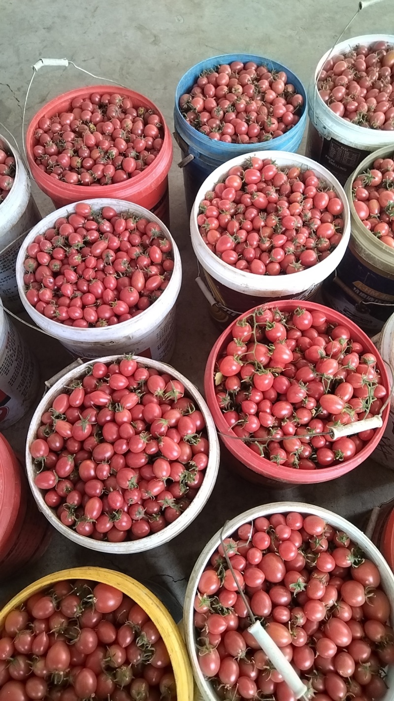 自家露天小番茄量大从优