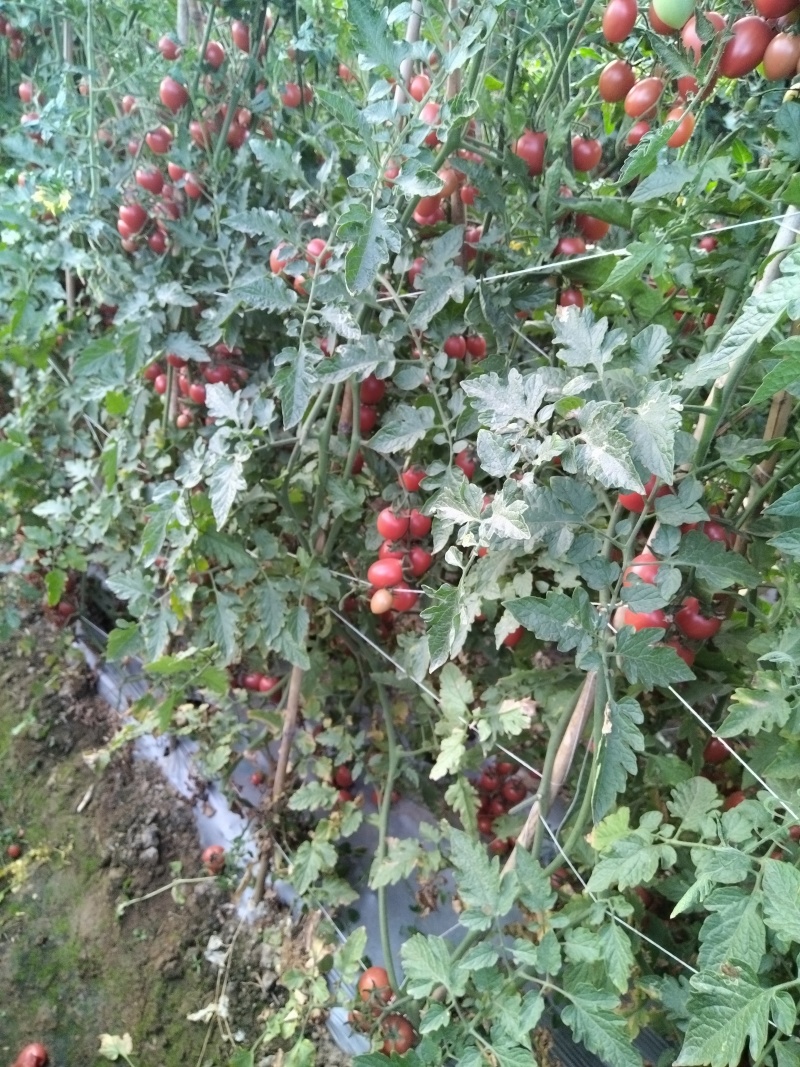 自家露天小番茄量大从优