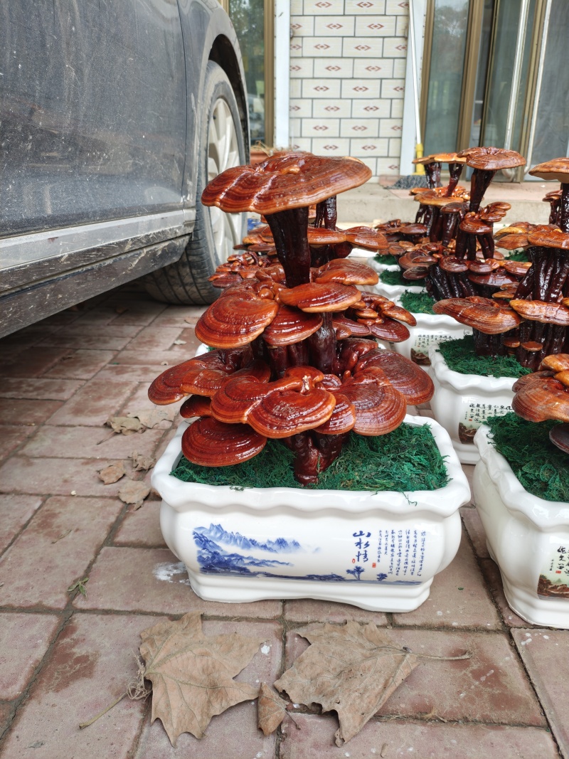灵芝盆景嫁接三层，家庭摆件，前台摆件盆景办公室装饰