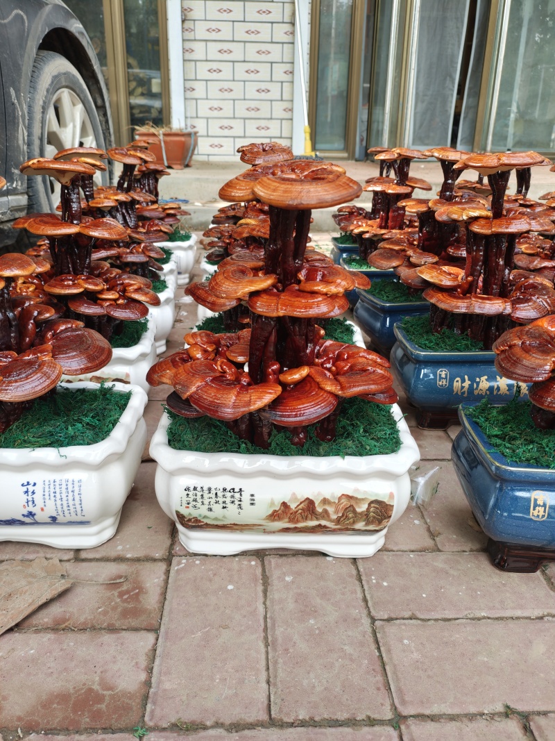 灵芝盆景嫁接三层，家庭摆件，前台摆件盆景办公室装饰