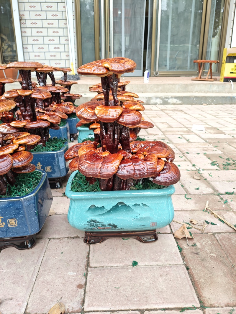 灵芝盆景嫁接三层，家庭摆件，前台摆件盆景办公室装饰
