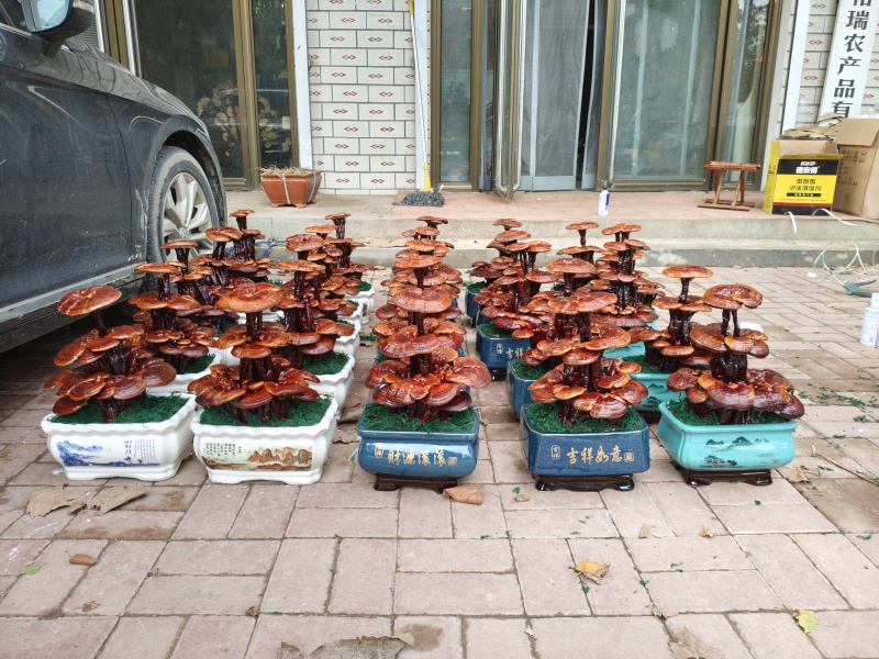灵芝盆景嫁接三层，家庭摆件，前台摆件盆景办公室装饰