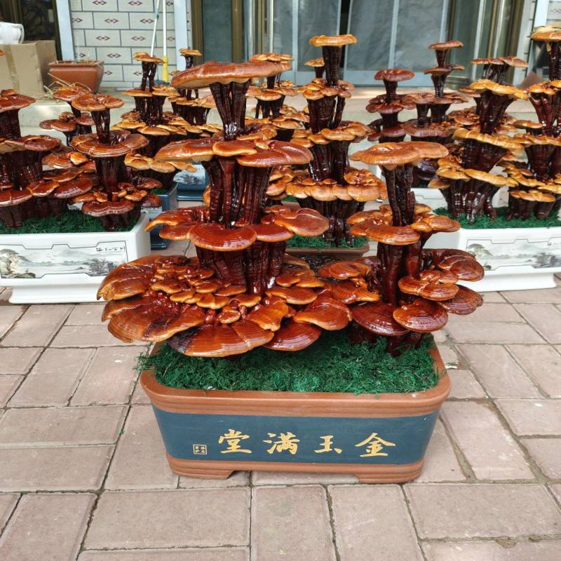 精品四层灵芝盆景，居家摆件，公司摆件，乔迁，开业送礼