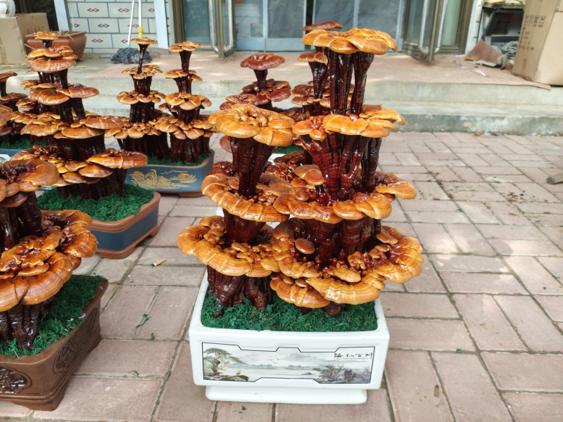 精品四层灵芝盆景，居家摆件，公司摆件，乔迁，开业送礼
