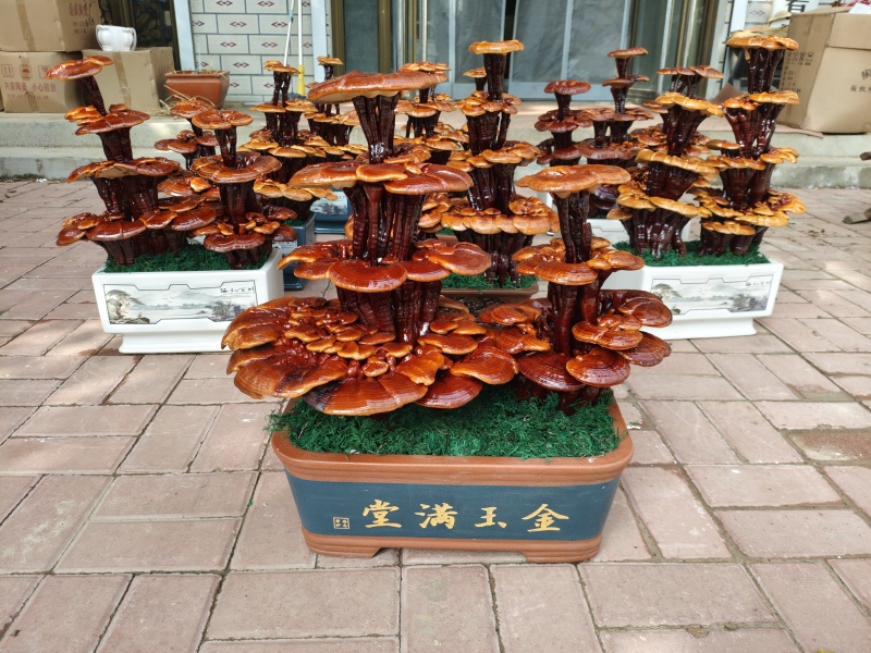 精品四层灵芝盆景，居家摆件，公司摆件，乔迁，开业送礼