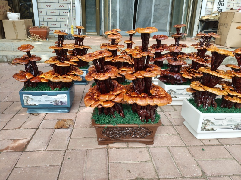 精品四层灵芝盆景，居家摆件，公司摆件，乔迁，开业送礼