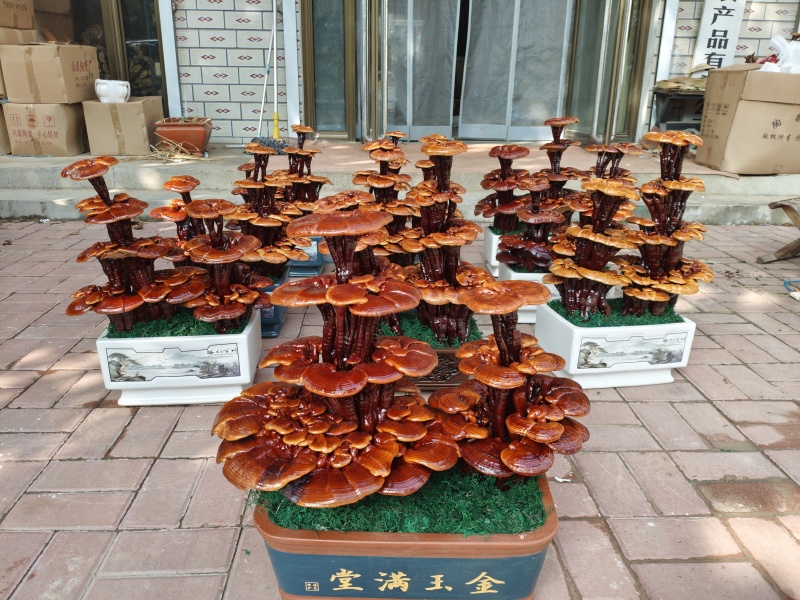 精品四层灵芝盆景，居家摆件，公司摆件，乔迁，开业送礼