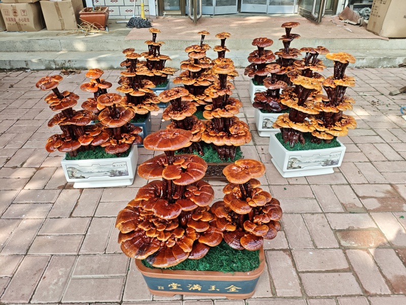 精品四层灵芝盆景，居家摆件，公司摆件，乔迁，开业送礼