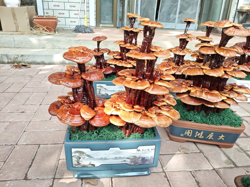 精品四层灵芝盆景，居家摆件，公司摆件，乔迁，开业送礼