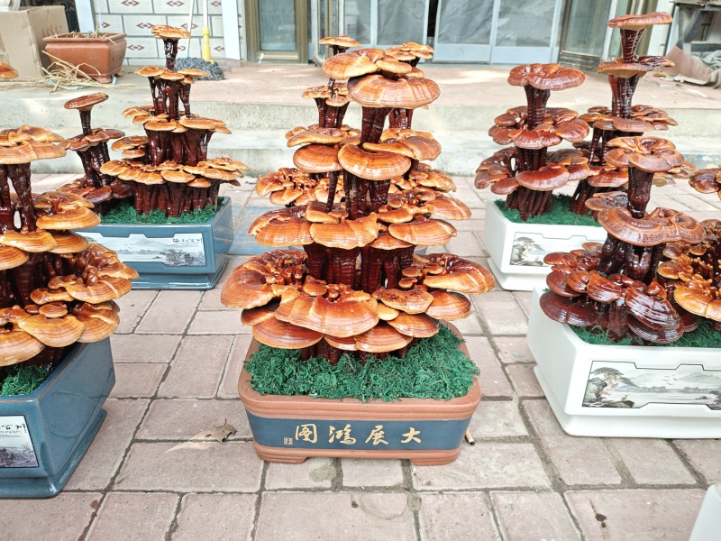 精品四层灵芝盆景，居家摆件，公司摆件，乔迁，开业送礼