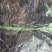 干海带一棵菜，精品干海带，赶大集必选产品，无盐无沙干度好