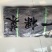 干海带一棵菜，精品干海带，赶大集必选产品，无盐无沙干度好