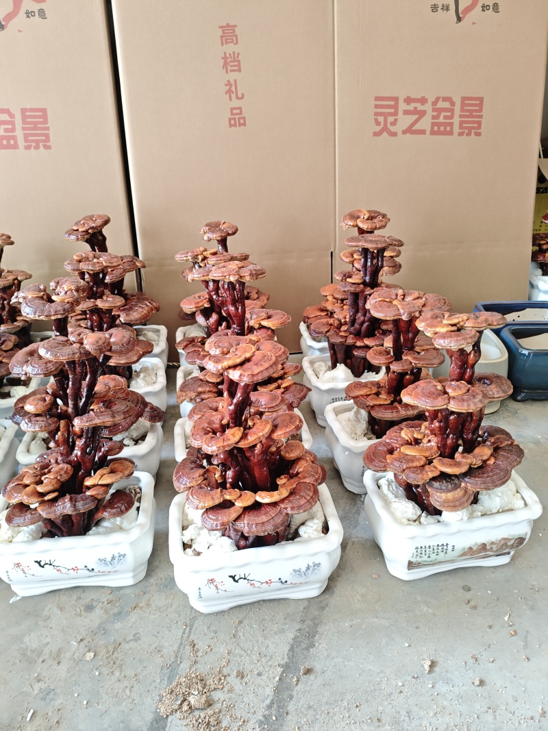 【牛商推荐】三灵芝盆景，居家摆件，公司摆件，开业乔迁送人