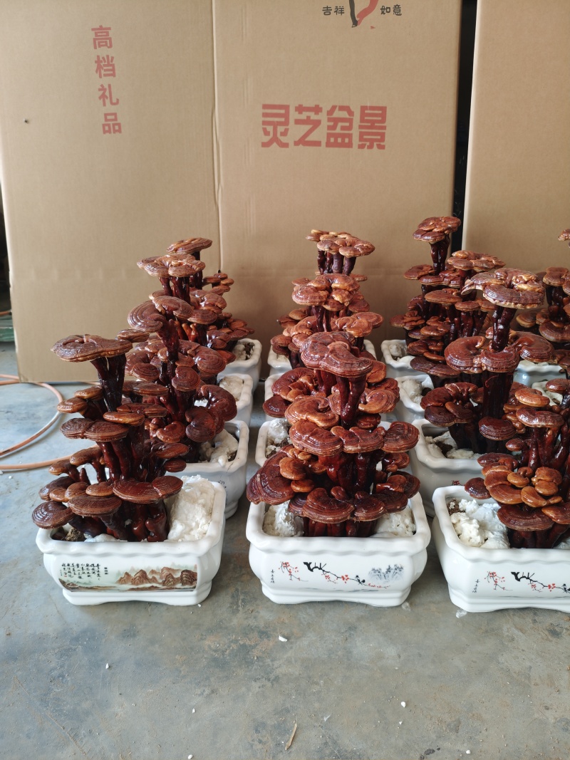 【牛商推荐】三灵芝盆景，居家摆件，公司摆件，开业乔迁送人