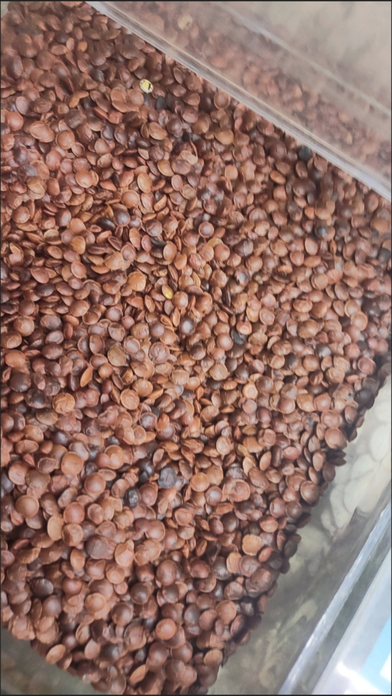 包邮）炒熟正宗河北酸枣仁精选品质正宗炒酸枣仁花茶食用