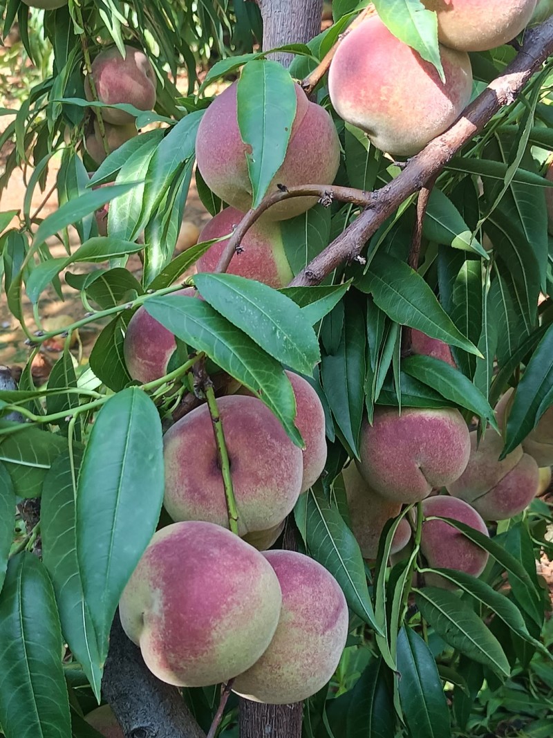 脆甜冬蜜桃大量上市，产区直发，品质保证
