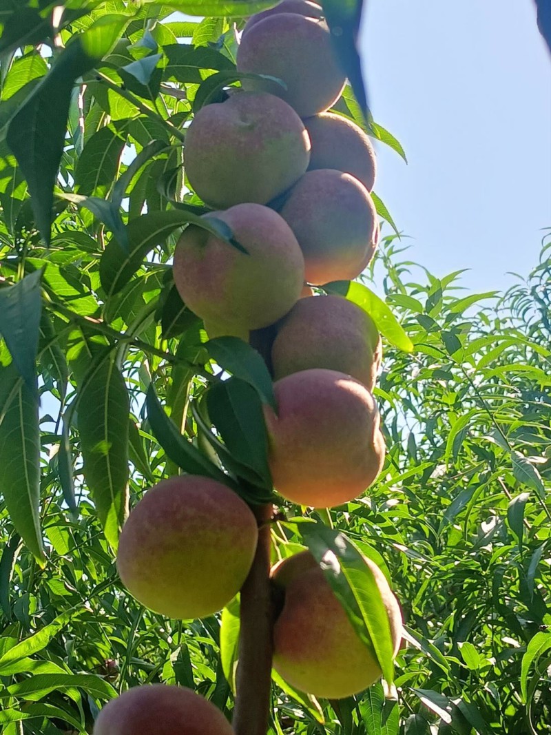 脆甜冬蜜桃大量上市，产区直发，品质保证