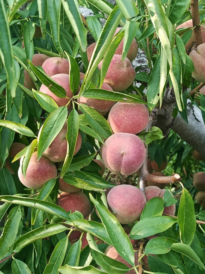 脆甜冬蜜桃大量上市，产区直发，品质保证