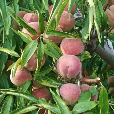 脆甜冬蜜桃大量上市，产区直发，品质保证