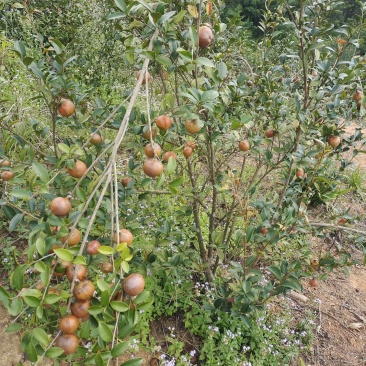 高山油茶果茶籽