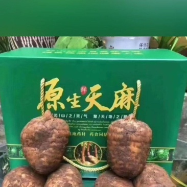 原生态高山天麻，小草坝鲜天麻，采深山之灵气、聚天地之精华