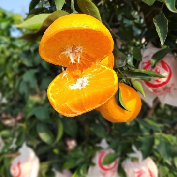 成都蒲江，爱媛果冻橙38号
