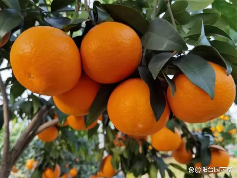 成都蒲江，爱媛果冻橙38号