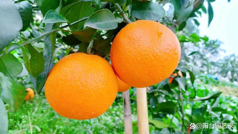 成都蒲江，爱媛果冻橙38号