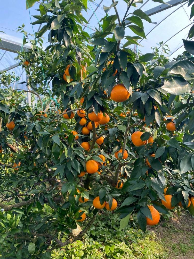 成都蒲江，爱媛果冻橙38号
