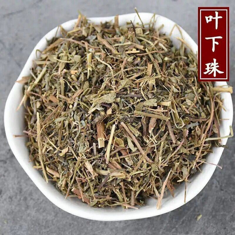 药用叶下珠叶下珠正品野生中药材叶下珠、珍珠草、阴阳草、真