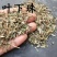 药用叶下珠叶下珠正品野生中药材叶下珠、珍珠草、阴阳草、真