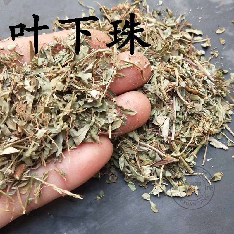 药用叶下珠叶下珠正品野生中药材叶下珠、珍珠草、阴阳草、真