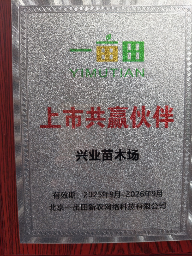 一年新苗，三年移栽普通沙糖桔苗，金秋沙糖桔苗爱莎沙糖桔苗