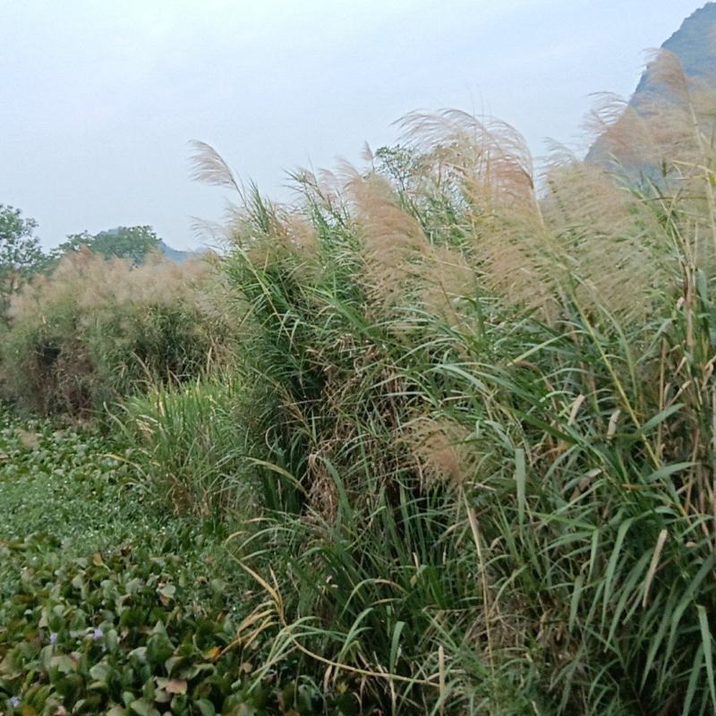 芦苇