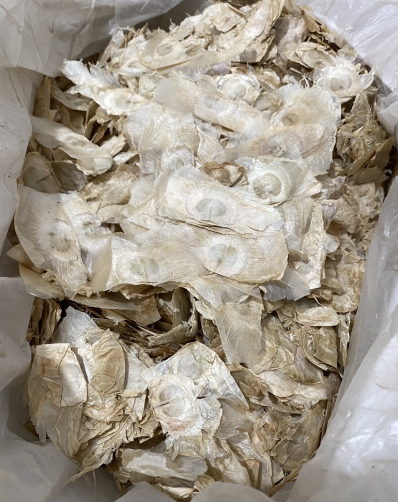 木蝴蝶玉蝴蝶干货颜色好质量保证
