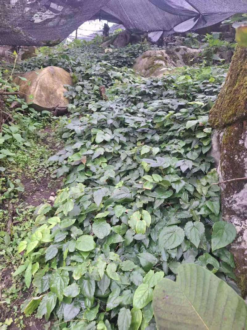 箭叶淫羊藿高含量种苗，柔毛淫羊藿高含量种苗，基地直发