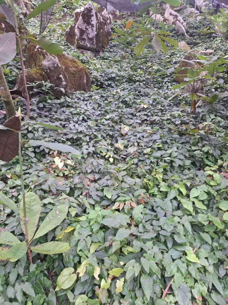 箭叶淫羊藿高含量种苗，柔毛淫羊藿高含量种苗，基地直发