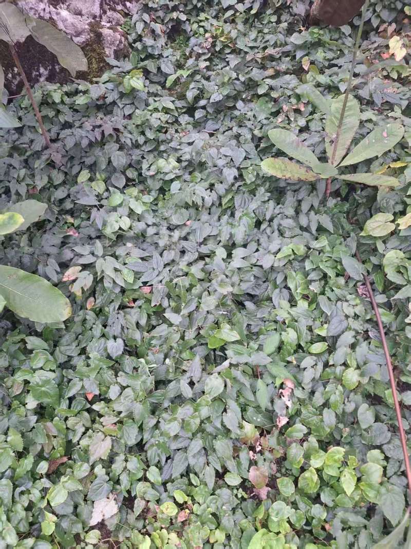 箭叶淫羊藿高含量种苗，柔毛淫羊藿高含量种苗，基地直发