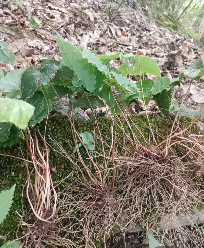 箭叶淫羊藿高含量种苗，柔毛淫羊藿高含量种苗，基地直发
