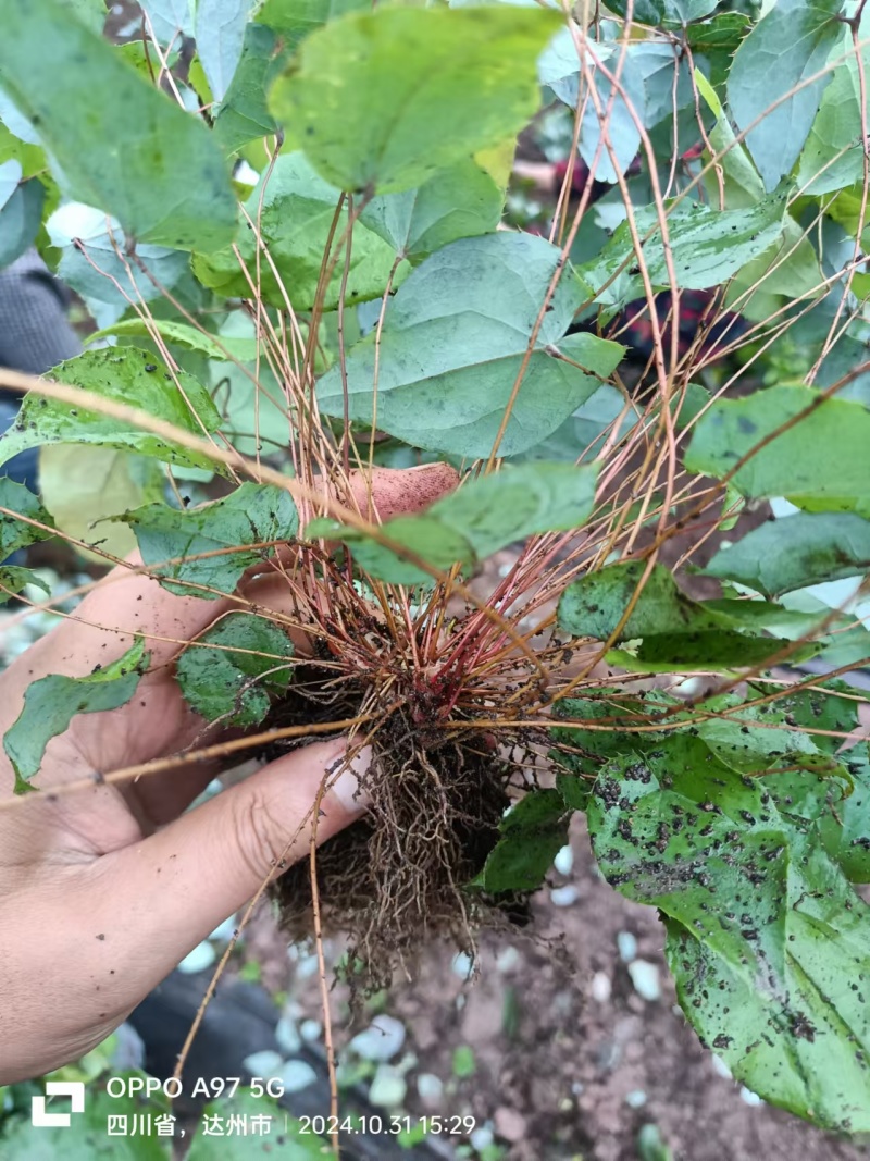 箭叶淫羊藿高含量种苗，柔毛淫羊藿高含量种苗，基地直发