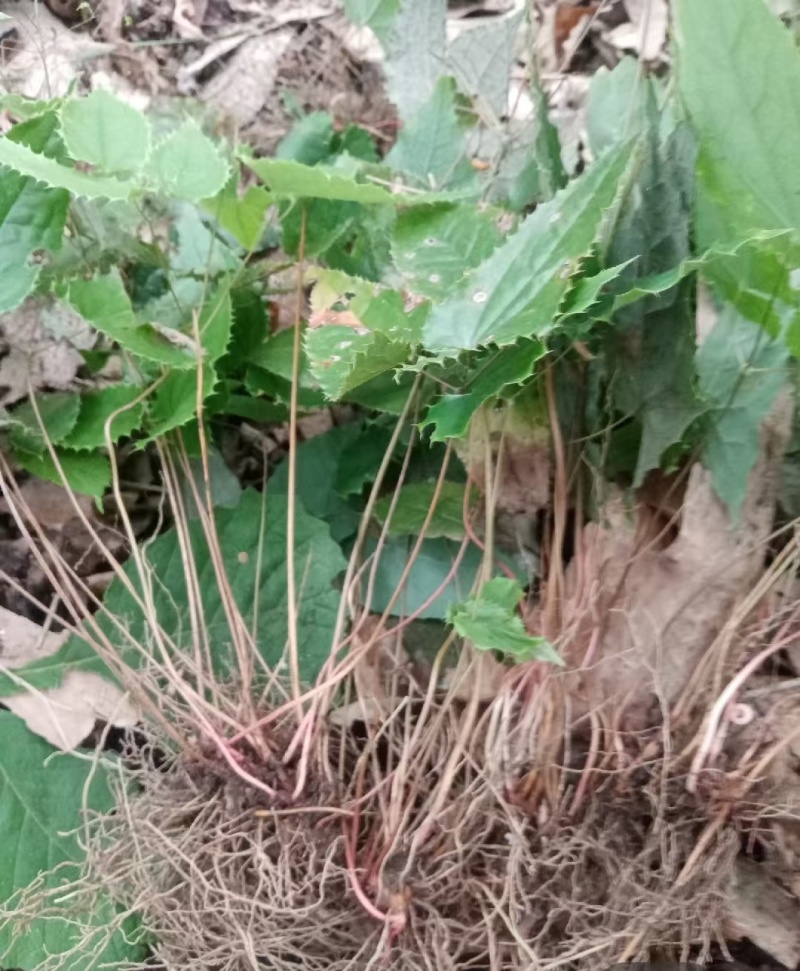 箭叶淫羊藿高含量种苗，柔毛淫羊藿高含量种苗，基地直发