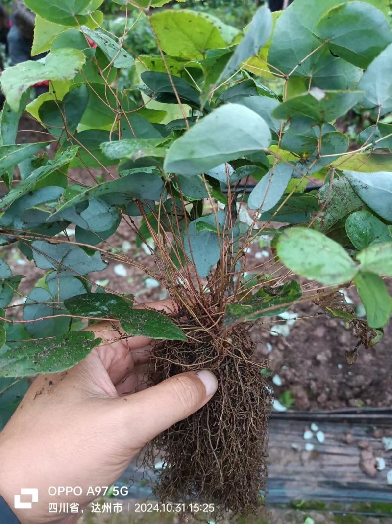 箭叶淫羊藿高含量种苗，柔毛淫羊藿高含量种苗，基地直发