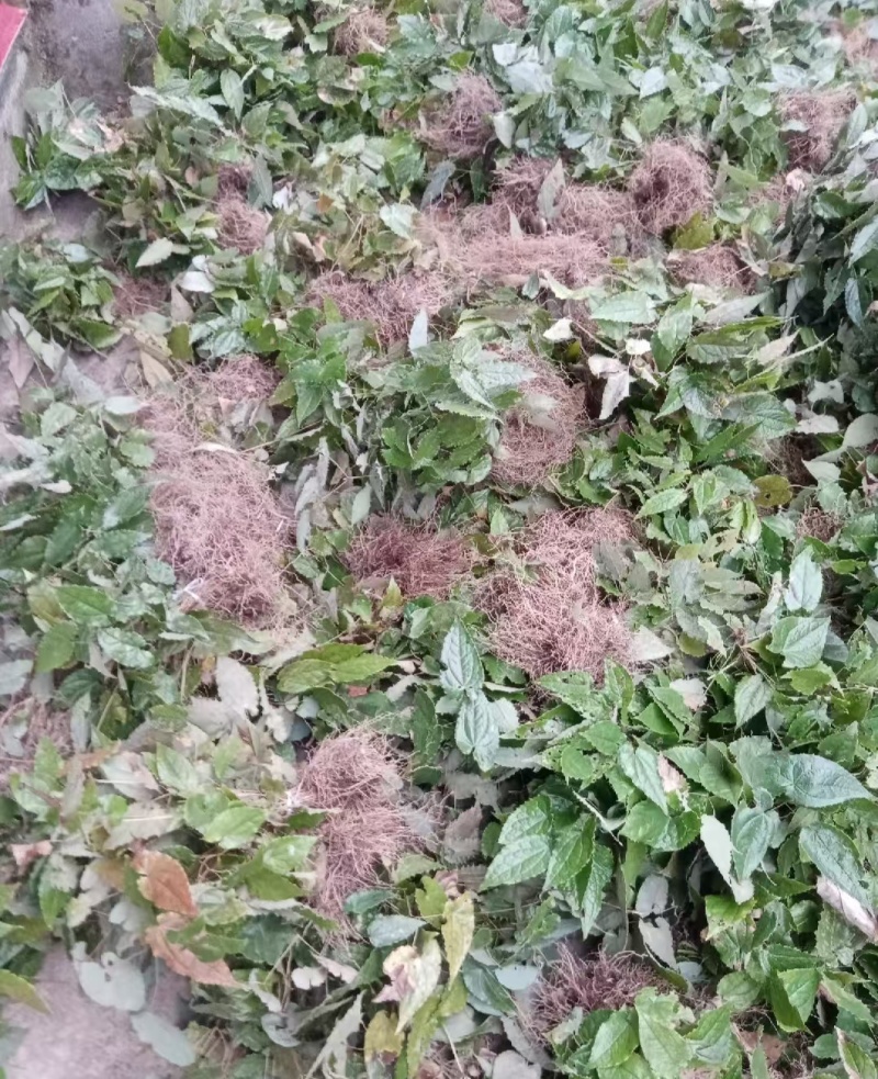 箭叶淫羊藿高含量种苗，柔毛淫羊藿高含量种苗，基地直发