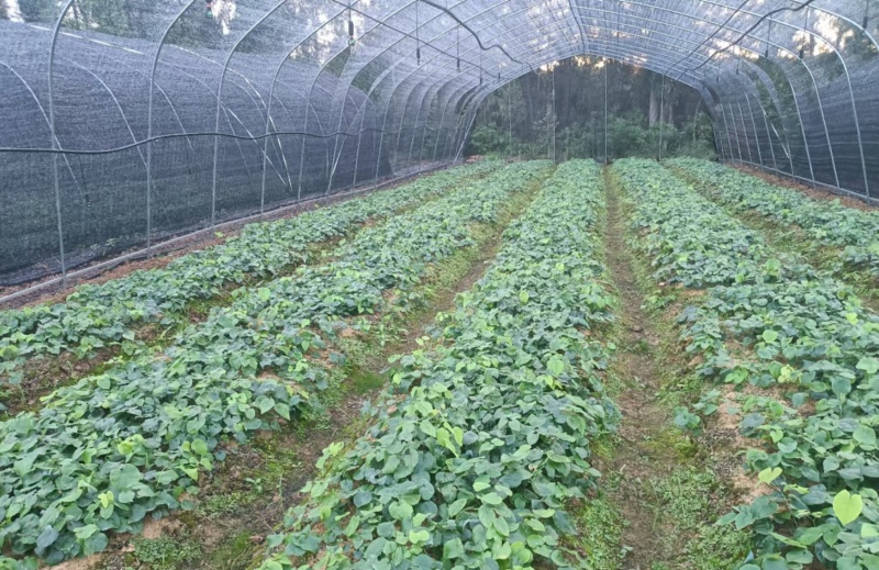 箭叶淫羊藿高含量种苗，柔毛淫羊藿高含量种苗，基地直发
