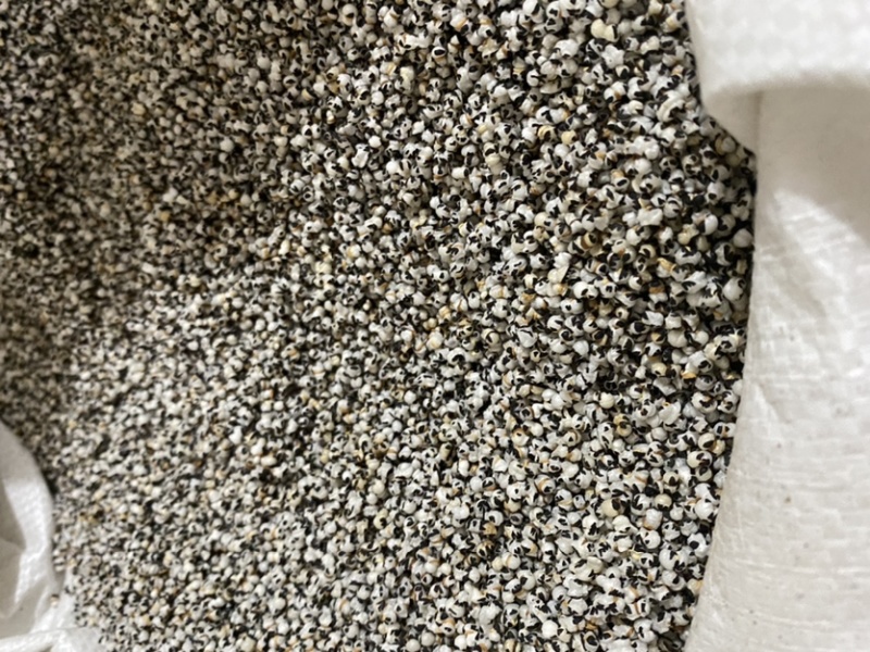 王不留行中药材批发一件代发质量保证
