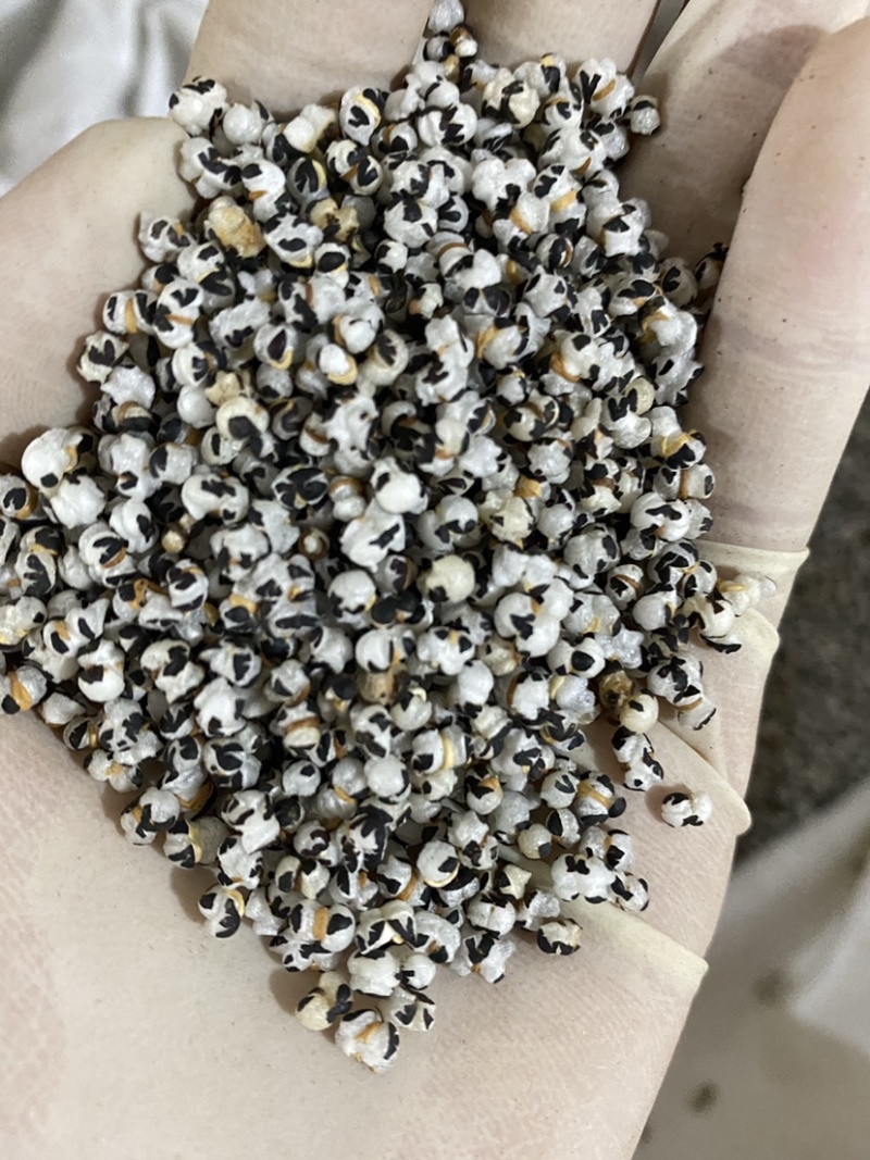 王不留行中药材批发一件代发质量保证